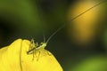 A grasshopper sits on a yellow blossom