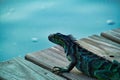 Green striped iguana crawls along wooden pier in Florida Keys Royalty Free Stock Photo