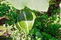 Green striped pumpkin growing in the garden. Royalty Free Stock Photo