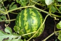 Green striped watermelon growing on the ground.