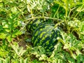 Green striped watermelon with leaves growing on a melon