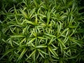 Green Striped Yellow Growing in Pots Royalty Free Stock Photo