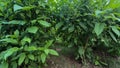 Green stripped leaves of Tecoma gaudichaudi plantss