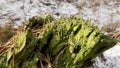 Green stump. Fallen tree background. Green moss landscape backgrounds. Beautiful winter forest Royalty Free Stock Photo