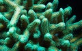 Green Stylophora Branching Hard Coral