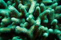 Green Stylophora Branching Hard Coral