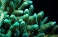 Green Stylophora Branching Hard Coral