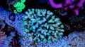 Green stylophora sps coral in aquarium