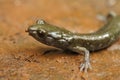 A green sub-adult of Aneides flavipunctatus, Black Salamander on stone. Royalty Free Stock Photo