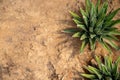 Green succulent on arid sand soil. desert flora photo closeup. Sustainable plant abstraction. Flowershop banner template