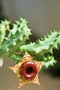 Green Succulent with brown flower.