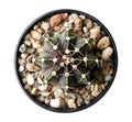 Green succulent cactus flower plant in black plastic pot top view isolated on white background, clipping path