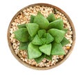 Green succulent cactus flower tropical plant in clay pot top view isolated on white background, clipping path Royalty Free Stock Photo