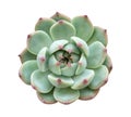 Green succulent cactus flower tropical plant top view isolated on white background, clipping path Royalty Free Stock Photo