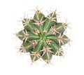 Green succulent cactus flower tropical plant top view isolated on white background, clipping path Royalty Free Stock Photo