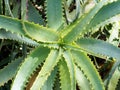 Sawtooth Succulent Cactus Plant