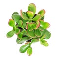 Green succulent cactus plant isolated white background Royalty Free Stock Photo