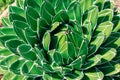 Green succulent, close-up. Agave victoriae-reginae, the Queen Victoria agave