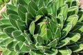 Green succulent, close-up. Agave victoriae-reginae, the Queen Victoria agave