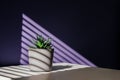 Green succulent in concrete plant pot with decorative shadows on violet, purple wall and table in home interior. Game of Royalty Free Stock Photo