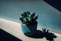 Green succulent in concrete plant pot. Illustration AI Generative