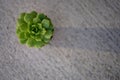 Green succulent on concrete with shadow