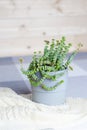 Green succulent Crassula Nealeana, indoor blooming plant in a grey pot on knitted blanket, simple home interior Royalty Free Stock Photo