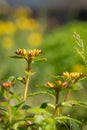 Green succulent flower on blurred background. Cactus plants in sunny garden. Beautiful, yellow bloom. Yard landscape Royalty Free Stock Photo