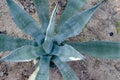 Green succulent foliage plant botanical Royalty Free Stock Photo