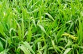 Green succulent grass leaves are abundantly covered with large and small drops of water after rain. Partial focus Royalty Free Stock Photo