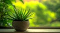 Green Succulent in Grey Pot on Windowsill Royalty Free Stock Photo