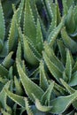 Green succulent leaves background