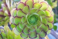 Green succulent leaves of the plant Aeonium arboreum, family Crassulaceae. Growing succulents Royalty Free Stock Photo