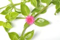 Green succulent leaves and small pink flowers of iceplant