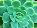 Green succulent macro image