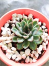 A green succulent plant Royalty Free Stock Photo
