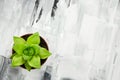 Green succulent plant on abstract painted background