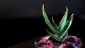 Green succulent plant in a black studio.