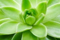 Green succulent plant macro close up background. Royalty Free Stock Photo