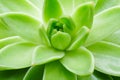 Green succulent plant macro close up background.