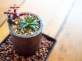 Green succulent plant in modern design ceramic pot on wooden table Royalty Free Stock Photo