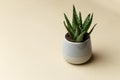 Green succulent plant in a modern minimalist ceramic pot on neutral yellow background. Beautiful green small cactus Royalty Free Stock Photo