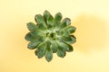 Green succulent plant on pastel yellow background. Flat lay, top view, copy space Royalty Free Stock Photo