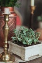 Green succulent plant in pot with candle and copper vase on table Royalty Free Stock Photo