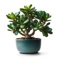Green succulent plant in pot isolated on white background. 3d illustration Royalty Free Stock Photo
