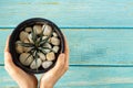 Green succulent plant in a pot and small white stones  on blue wooden background with human hands holding it Royalty Free Stock Photo