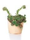 Green succulent plant sempervivum in wooden pot Royalty Free Stock Photo