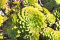 Green Succulent Plant under sunlight