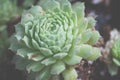 Green Succulent Plant