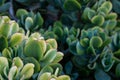 Green succulent plants Royalty Free Stock Photo